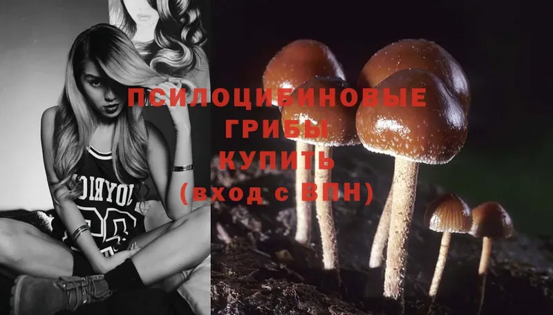 Псилоцибиновые грибы Psilocybine cubensis  Светогорск 